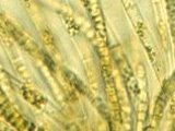  Dettaglio degli organi pluriloculari